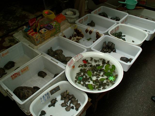 gal/Kunming/PICT1850.jpg