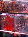 gal/Kunming/_thb_PICT1852.jpg