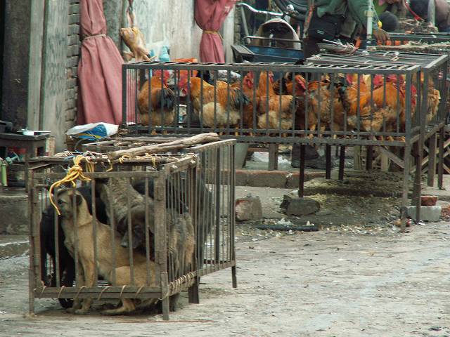 gal/Lijiang/PICT2197.jpg