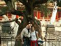 gal/Pekin/_thb_PICT1679.jpg