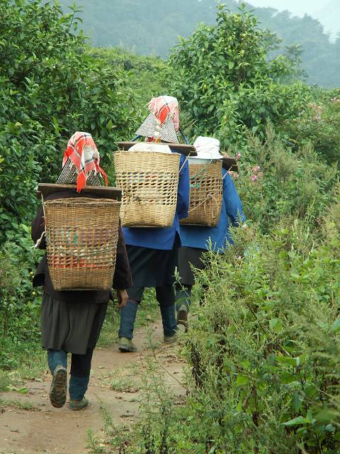 gal/Xishuangbanna/PICT1994.jpg