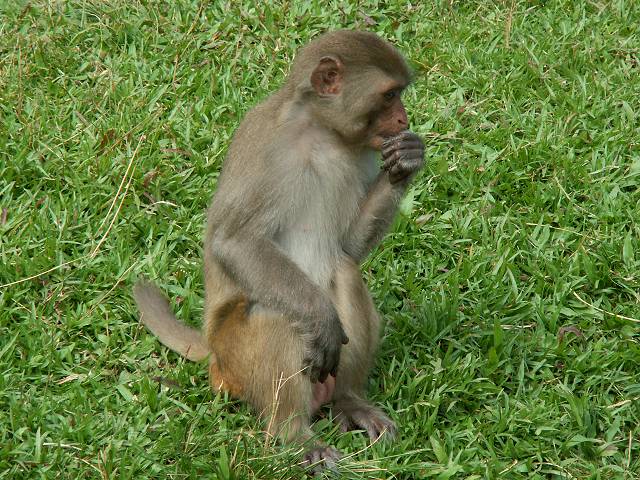 gal/Xishuangbanna/PICT2062.jpg
