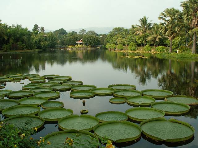 gal/Xishuangbanna/PICT2080.jpg