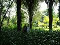 gal/Xishuangbanna/_thb_PICT1961.jpg
