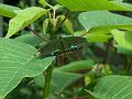 gal/Xishuangbanna/_thb_PICT2055.jpg