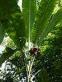 gal/Xishuangbanna/_thb_PICT2065.jpg